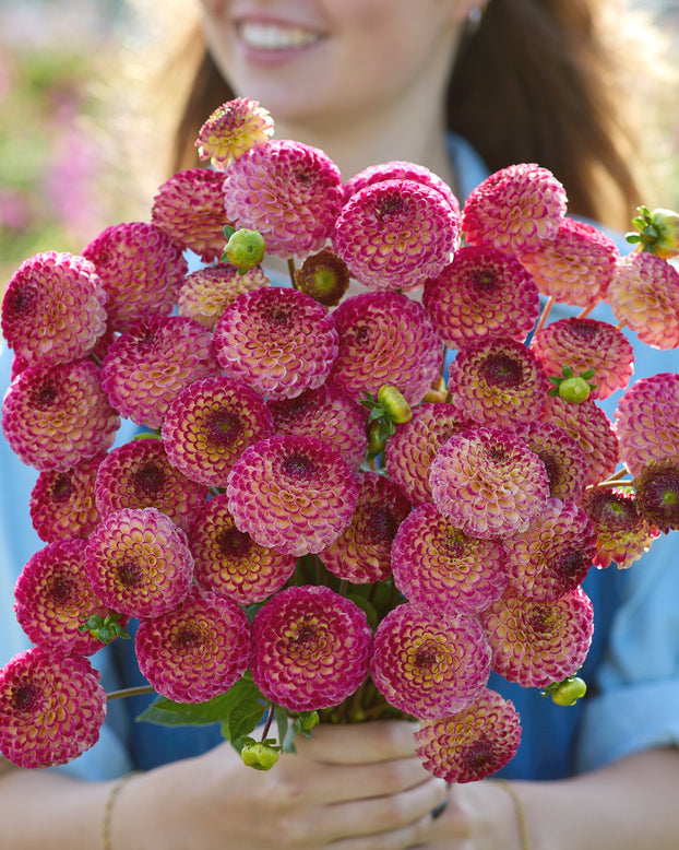 Dahlia 'Ryecroft Blackberry'