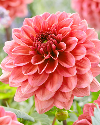 Dahlia 'Salmon Runner'
