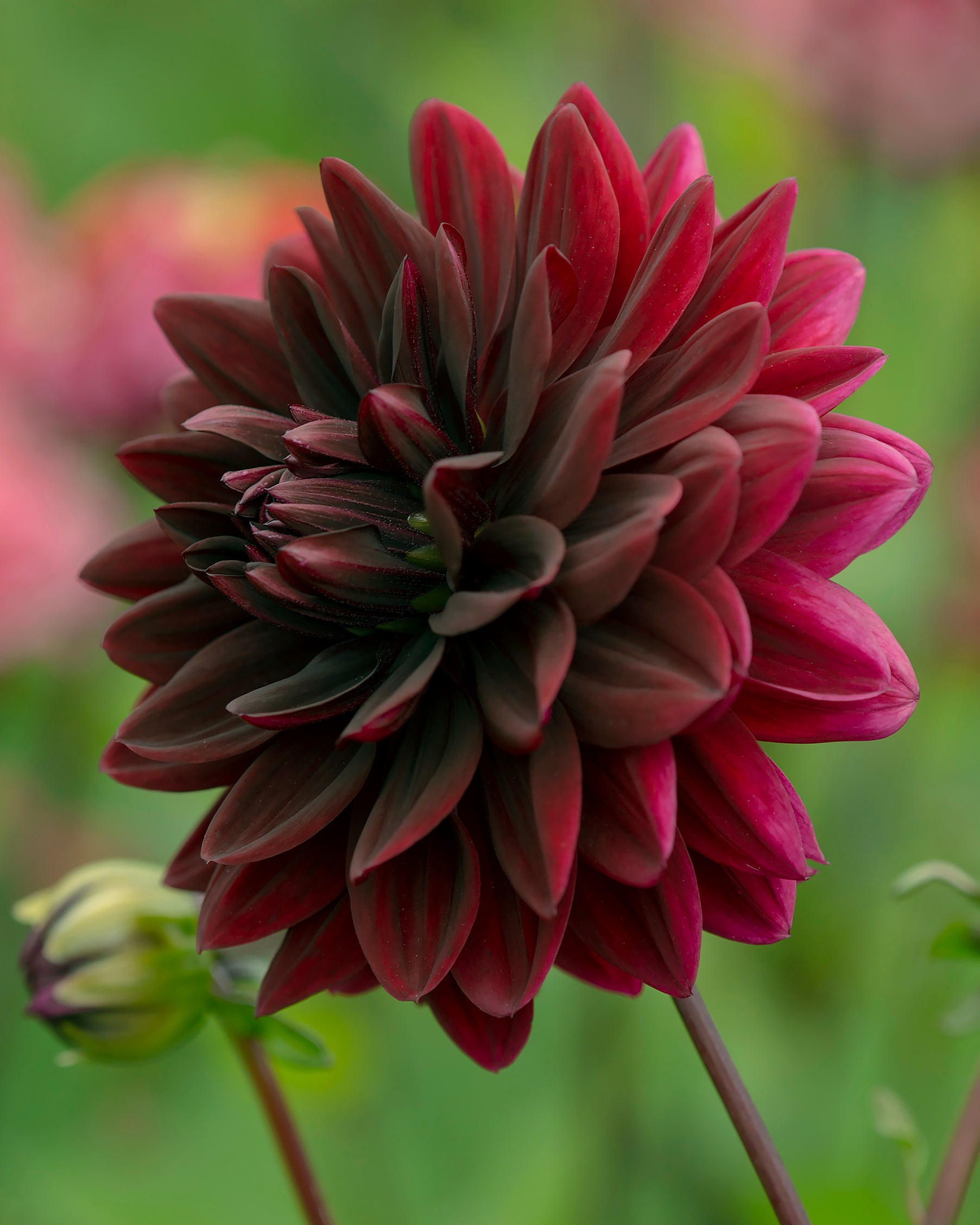 Dahlia 'Sam Hopkins' tubers | Buy online at Farmer Gracy UK