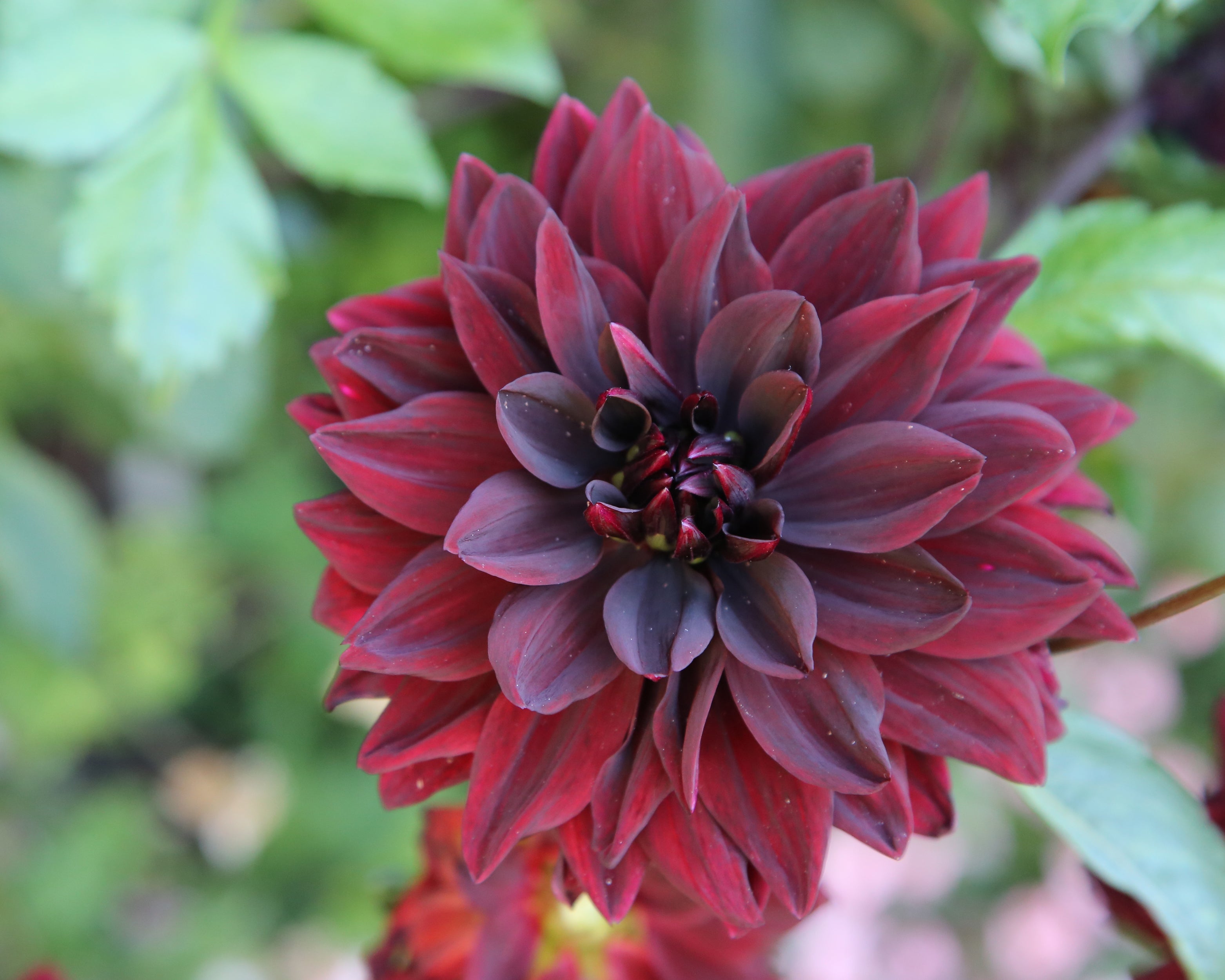 Dahlia 'Sam Hopkins' tubers | Buy online at Farmer Gracy UK