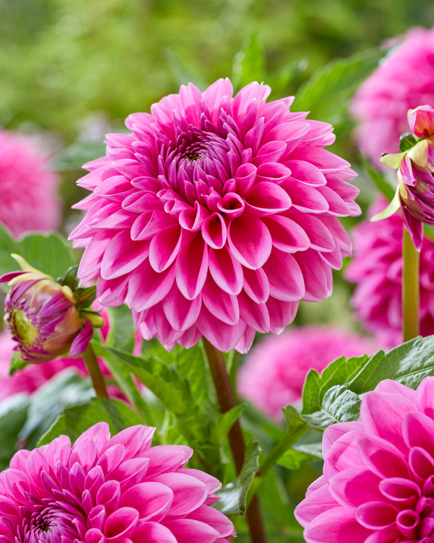 Dahlia 'Sandra'