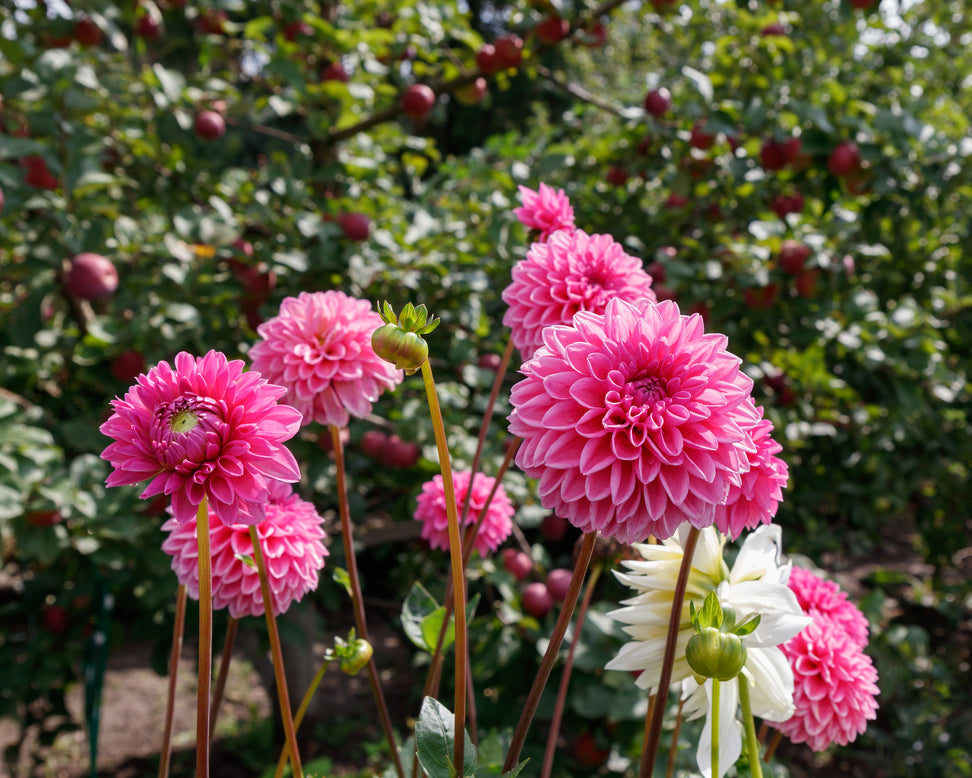 Dahlia 'Sandra'