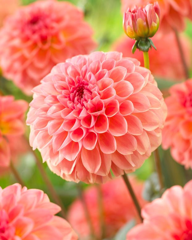 Dahlia 'Sebastian'