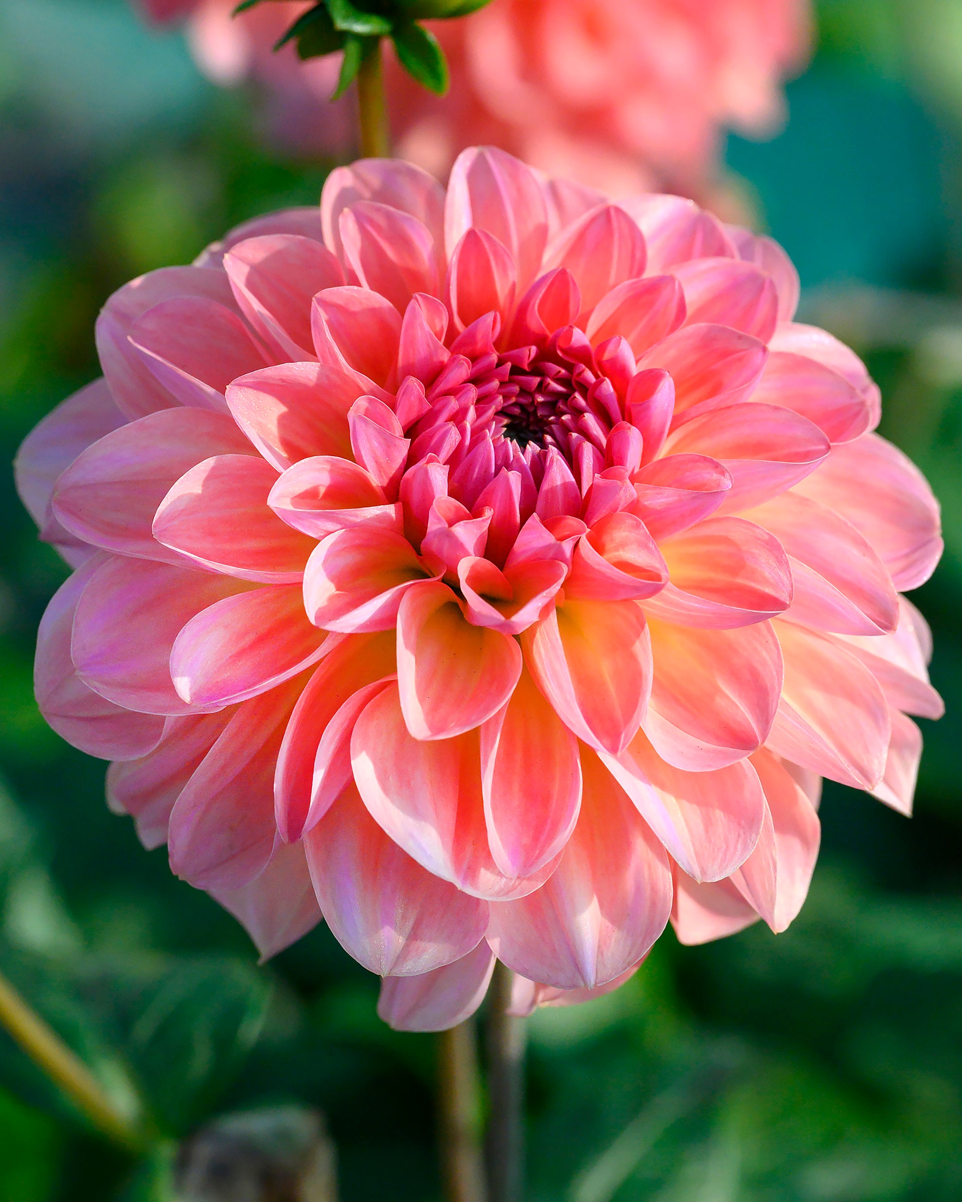 Dahlia 'Sebastian' tubers — Buy salmon pink ball dahlias online at Farmer Gracy UK