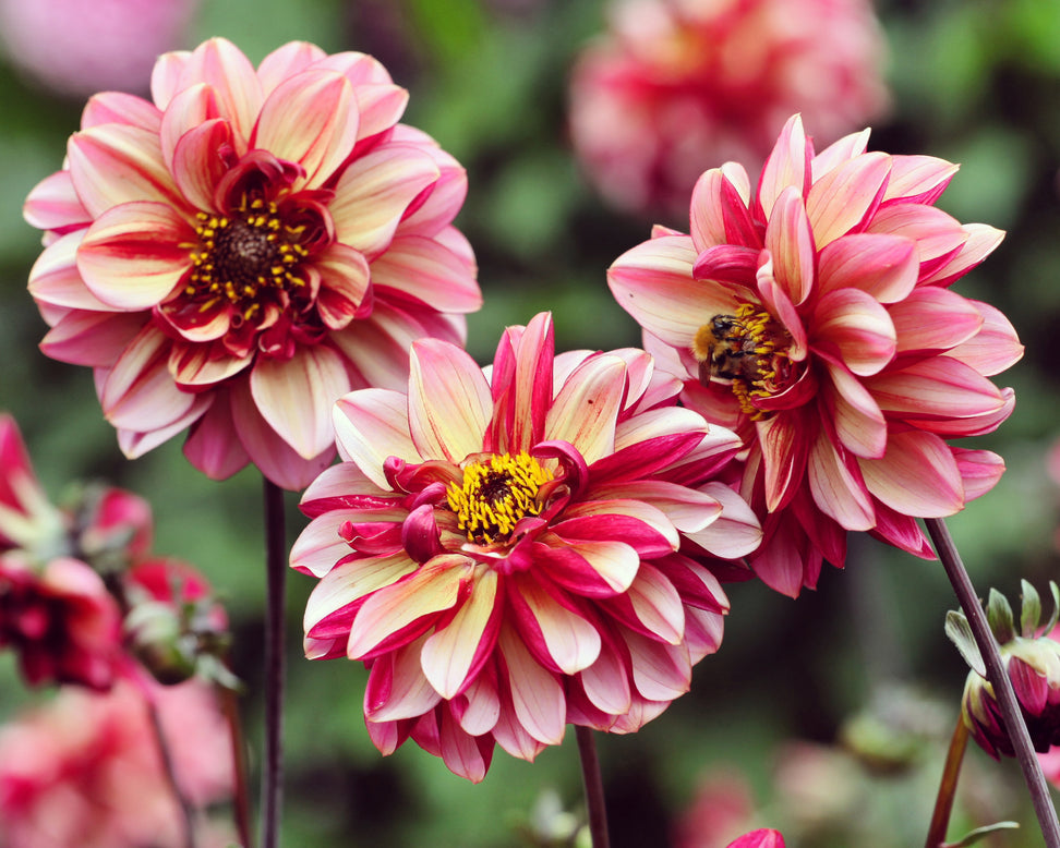 Dahlia 'Seniors Hope'