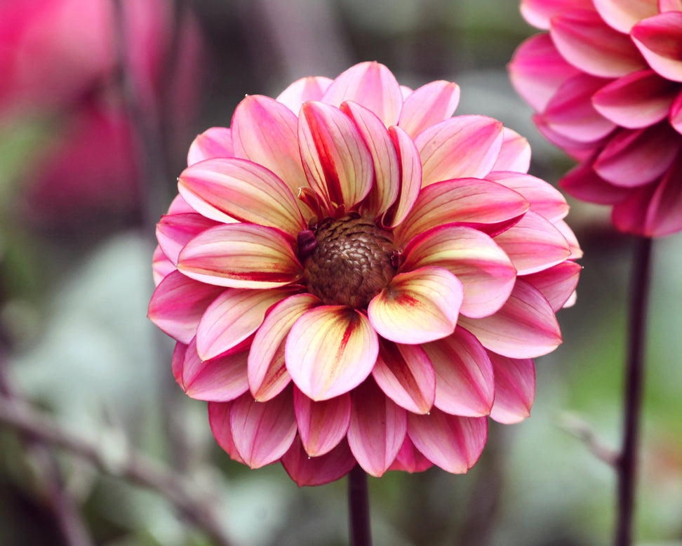 Dahlia 'Seniors Hope'