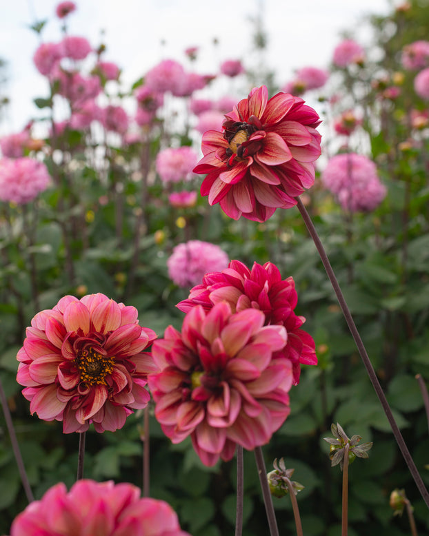 Dahlia 'Seniors Hope'