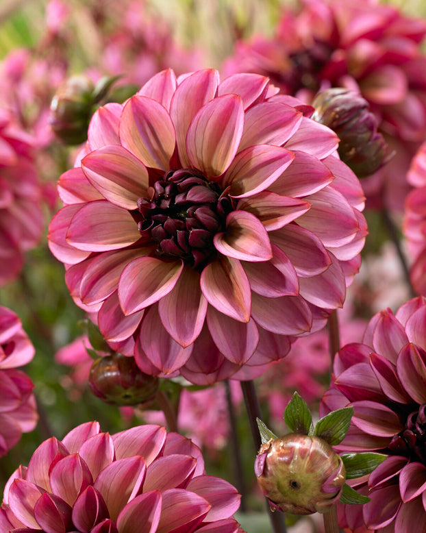 Dahlia 'Seniors Hope'