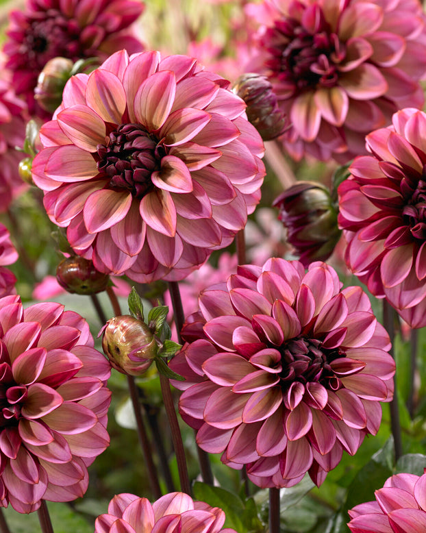 Dahlia 'Seniors Hope'