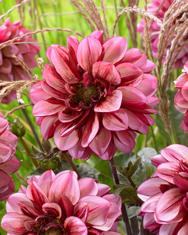 Dahlia 'Seniors Hope'