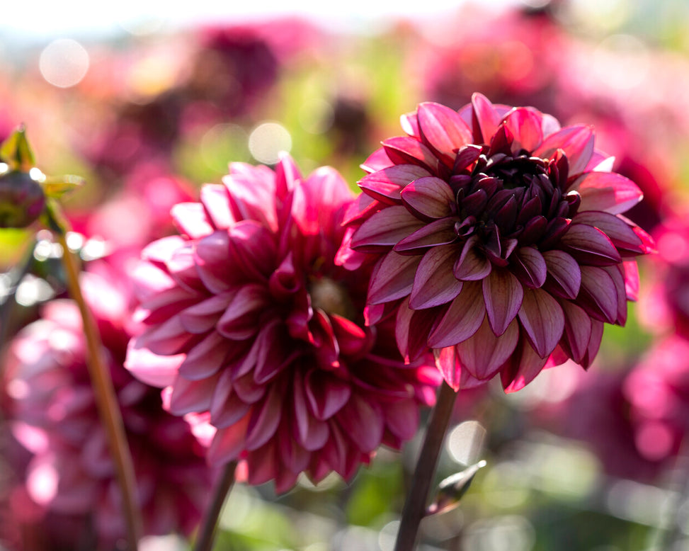 Dahlia 'Seniors Hope'