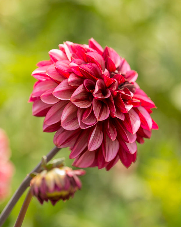 Dahlia 'Seniors Hope'