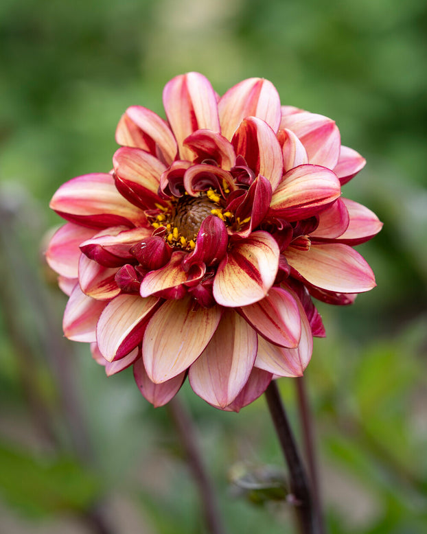 Dahlia 'Seniors Hope'