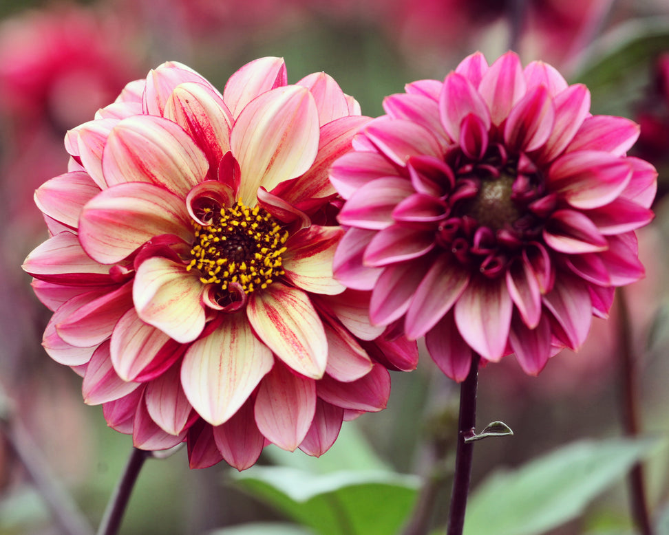 Dahlia 'Seniors Hope'