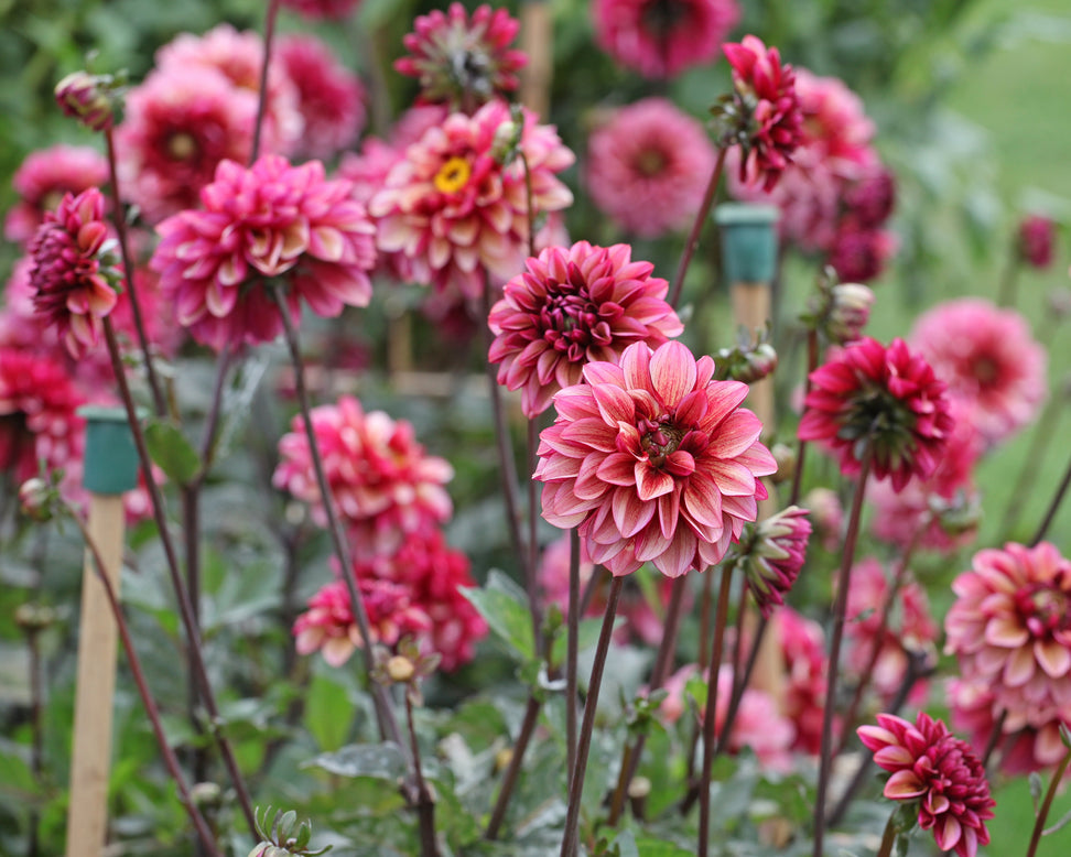 Dahlia 'Seniors Hope'