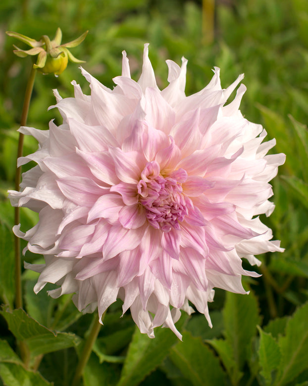 Dahlia 'Shiloh Noelle'