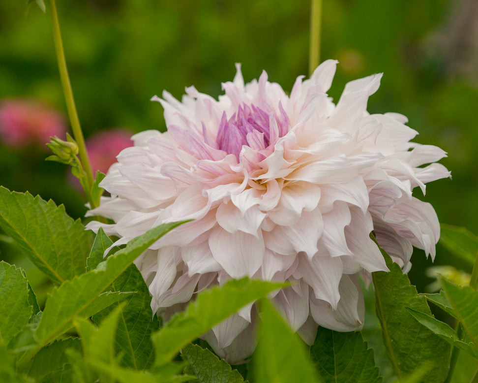 Dahlia 'Shiloh Noelle'