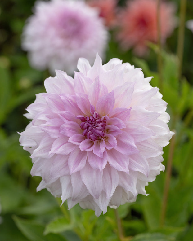 Dahlia 'Shiloh Noelle'