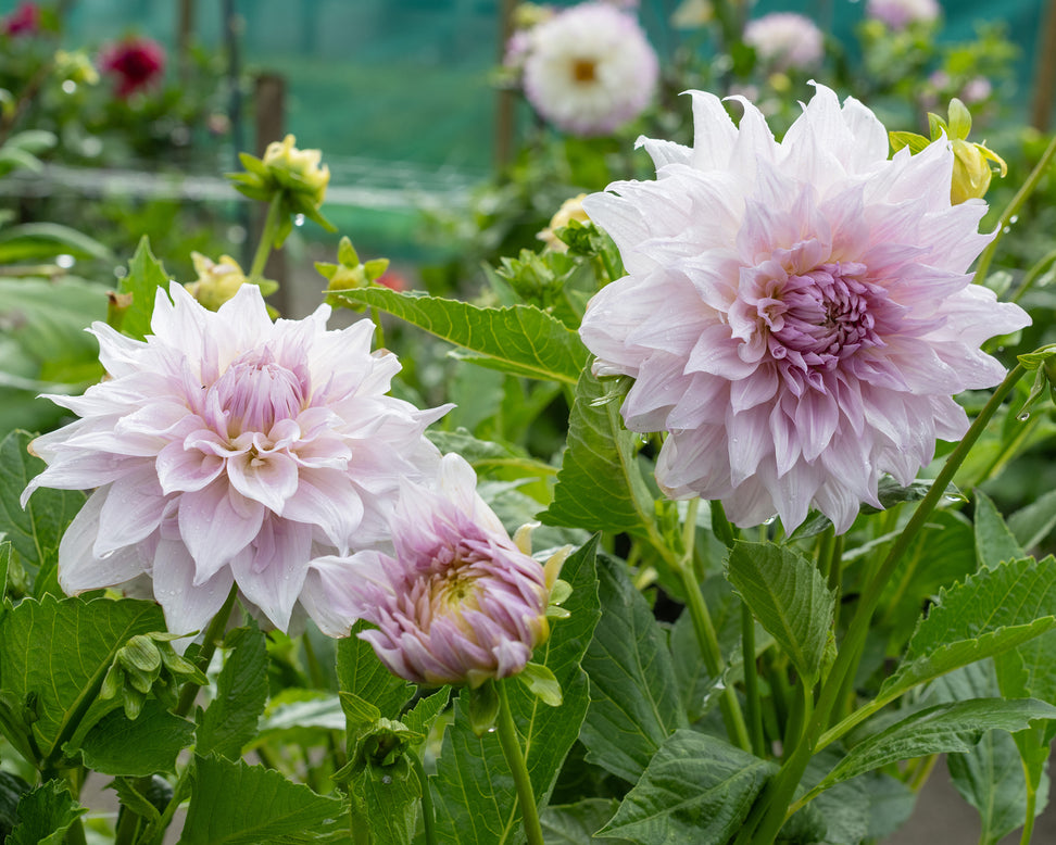 Dahlia 'Shiloh Noelle'