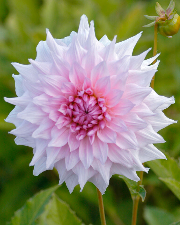 Dahlia 'Shiloh Noelle'