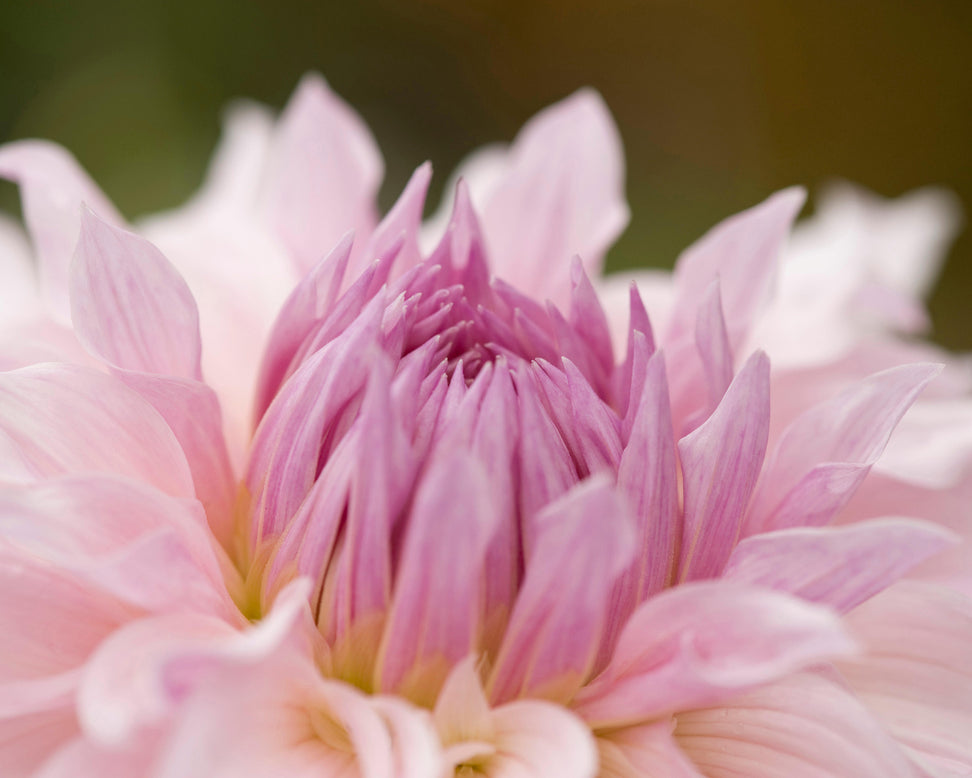 Dahlia 'Shiloh Noelle'