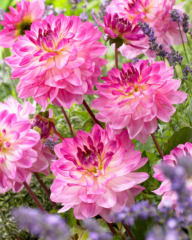 Dahlia 'Sincerity'
