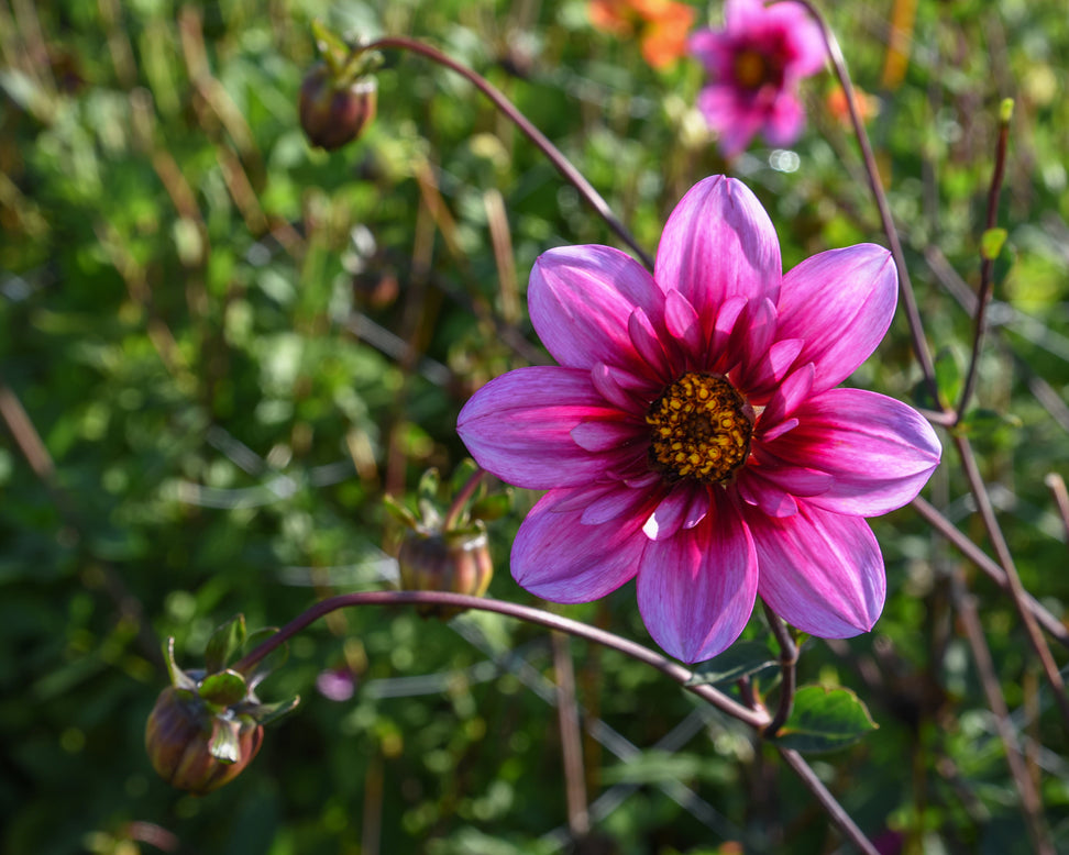 Dahlia 'Skyfall'