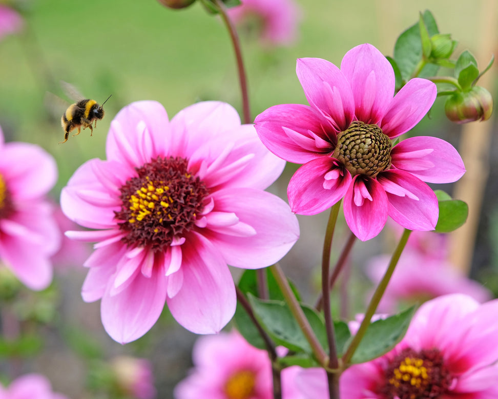 Dahlia 'Skyfall'