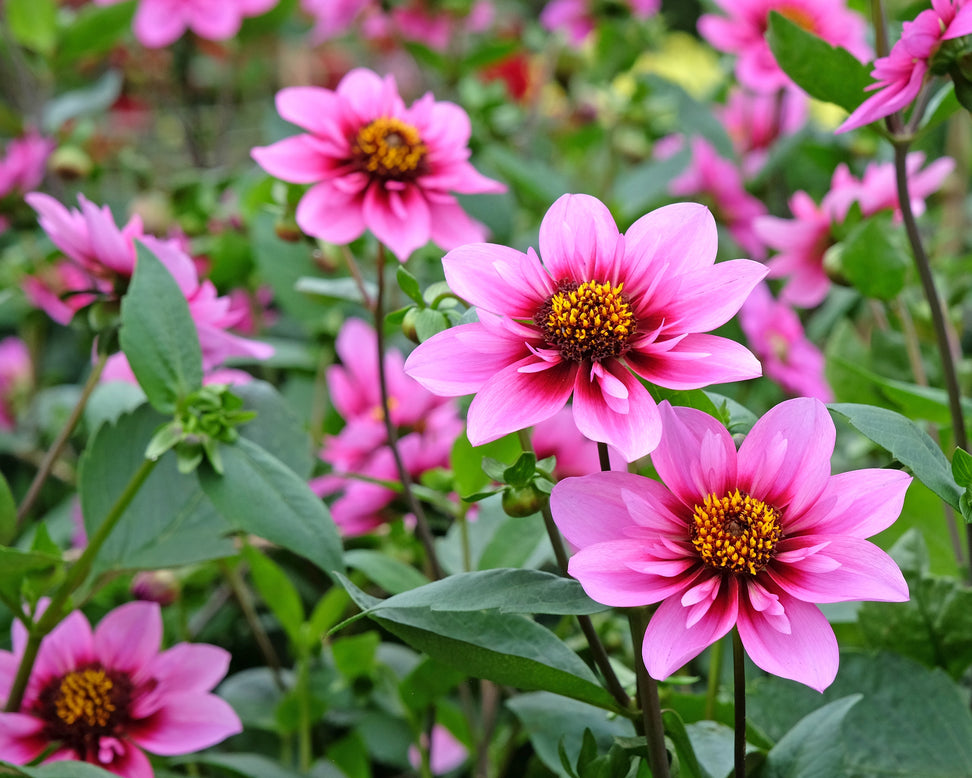Dahlia 'Skyfall'