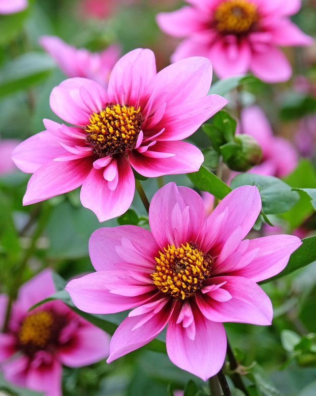 Dahlia 'Skyfall'