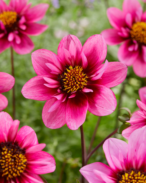 Dahlia 'Skyfall'