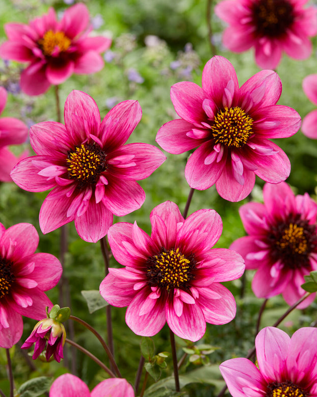Dahlia 'Skyfall'