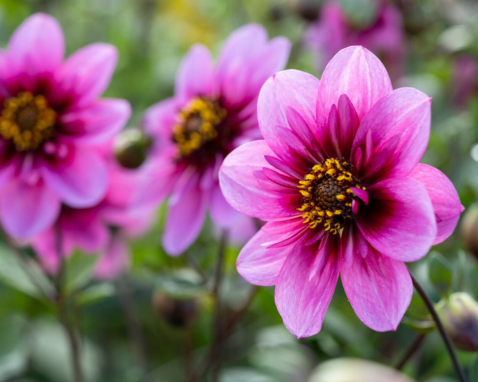 Dahlia 'Skyfall'