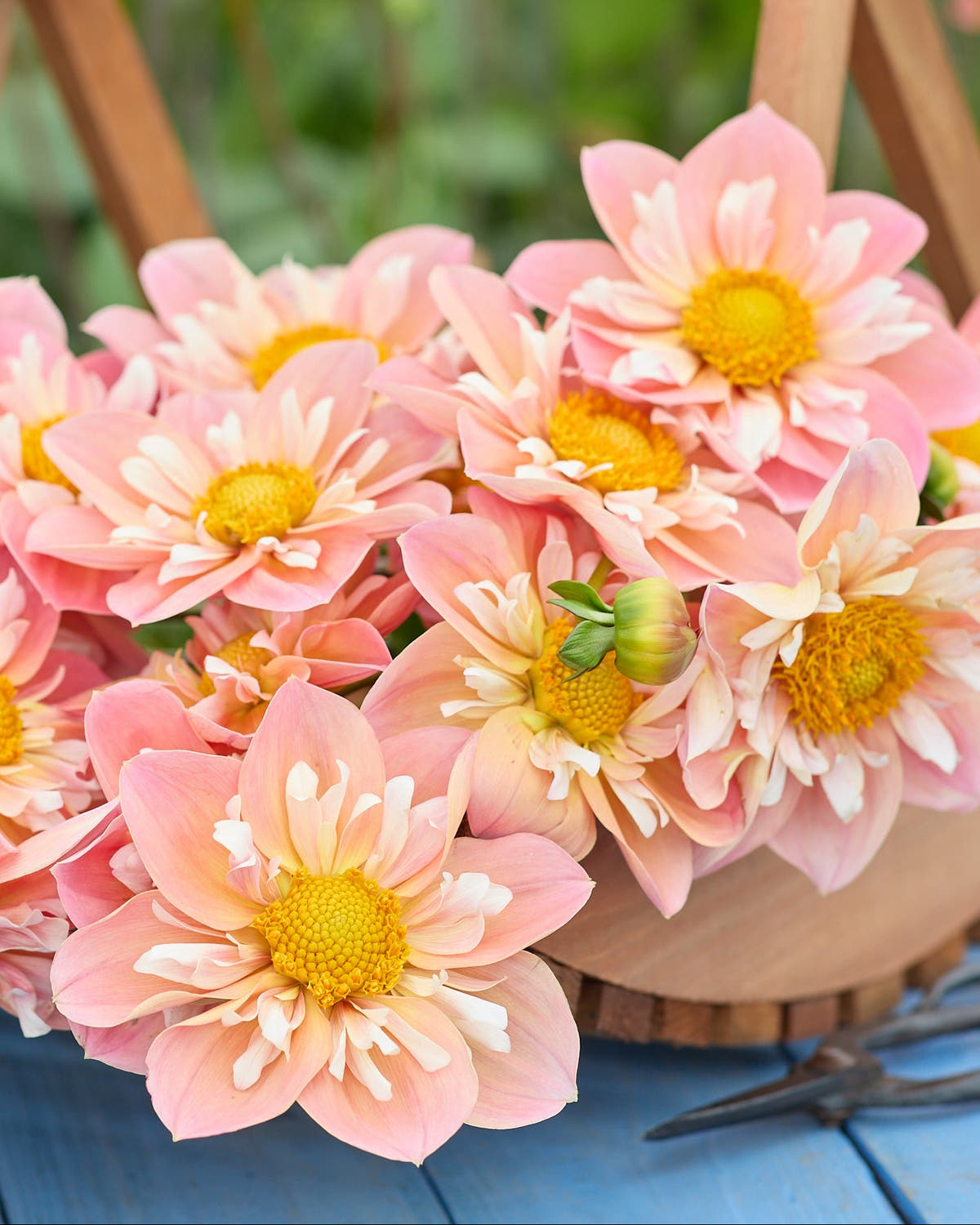 Dahlia 'Sojo'