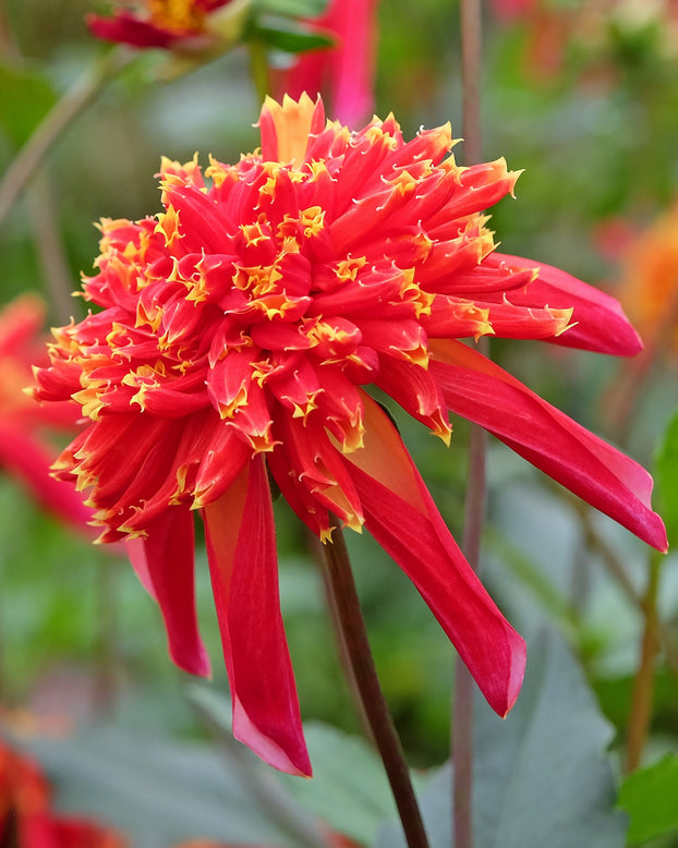 Dahlia 'Octopus Sparkle'