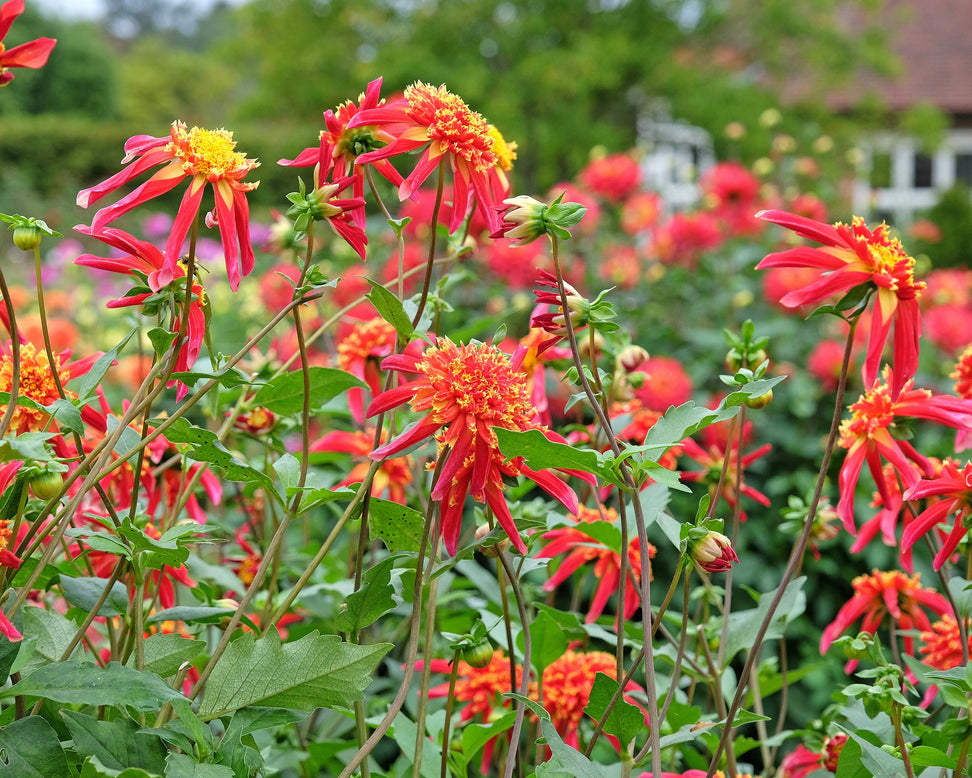 Dahlia 'Octopus Sparkle'