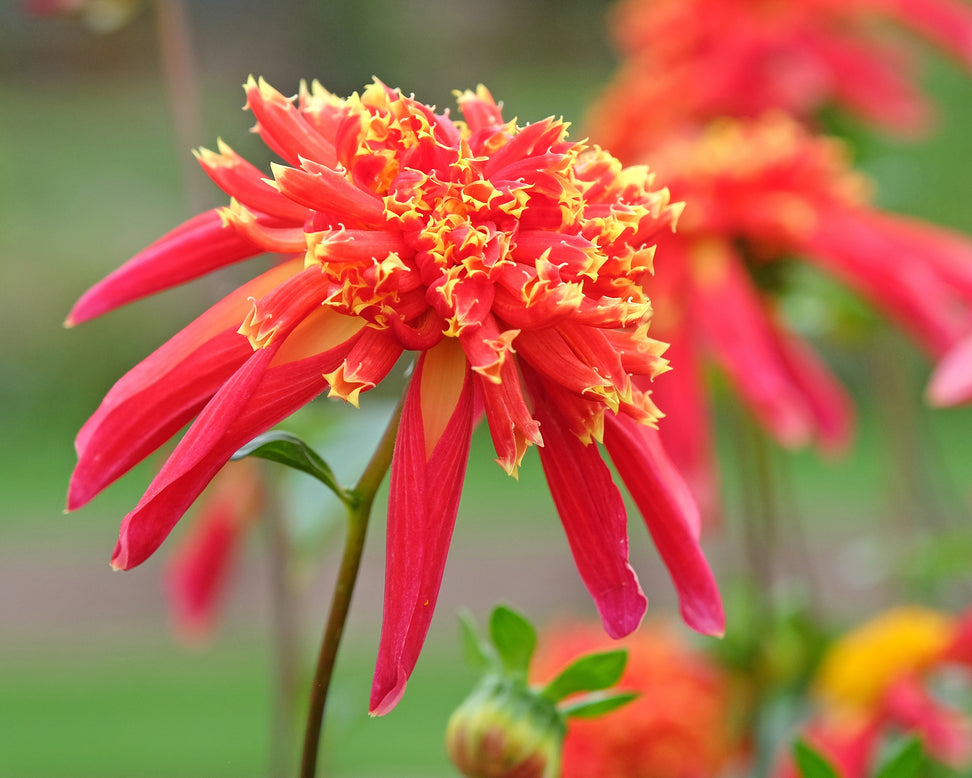 Dahlia 'Octopus Sparkle'