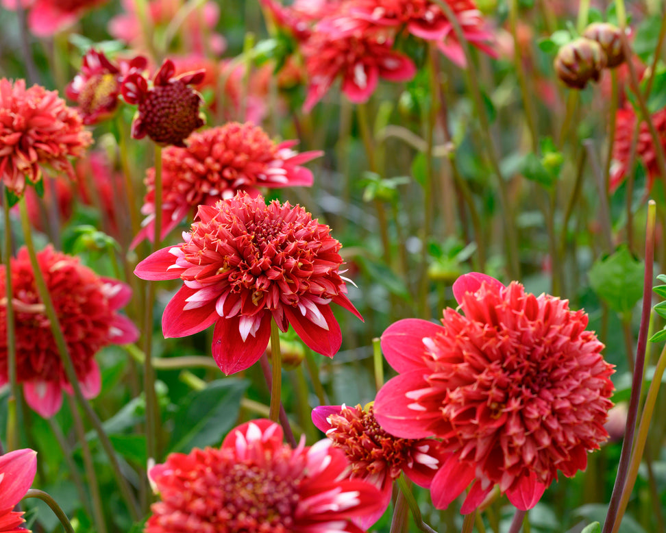 Dahlia 'Speech'