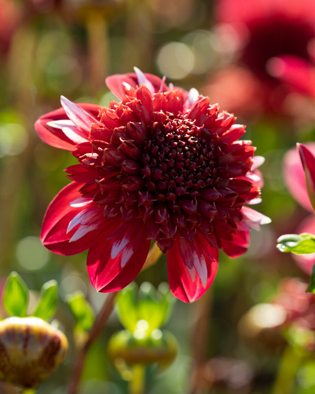 Dahlia 'Speech'