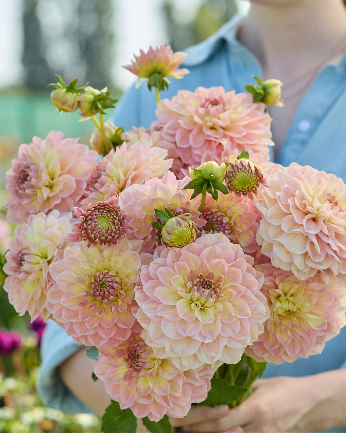 Dahlia 'Staburadze'