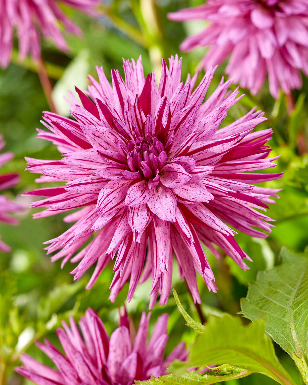 Dahlia 'Striped Ambition'
