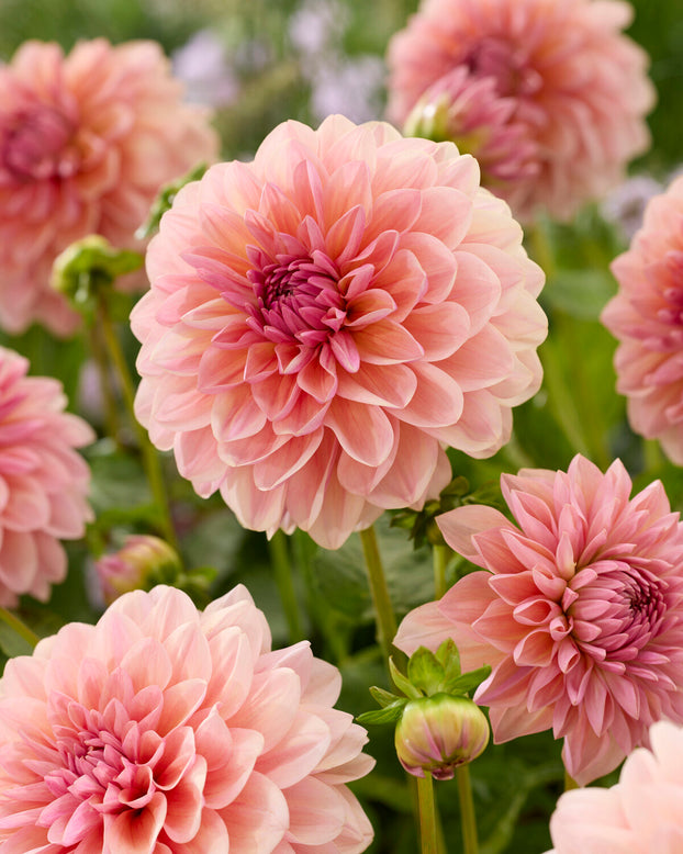 Dahlia 'Sturm Sweet Maria'
