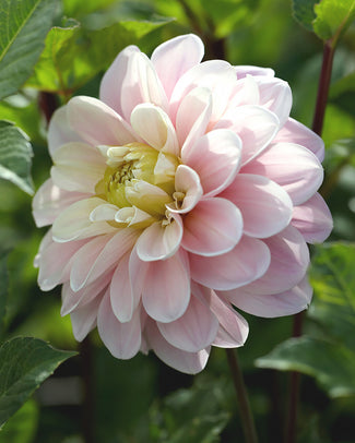 Dahlia 'Sweet Nathalie'