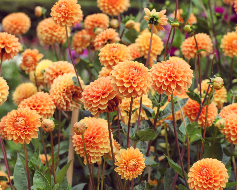 Dahlia 'Sylvia'