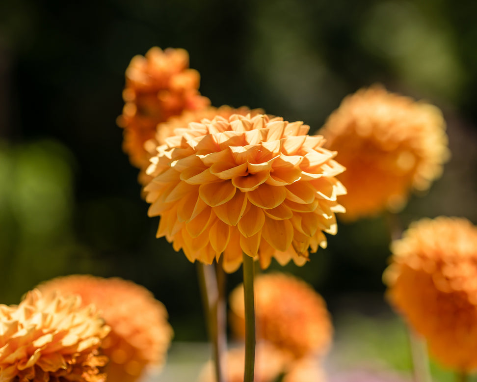 Dahlia 'Sylvia'