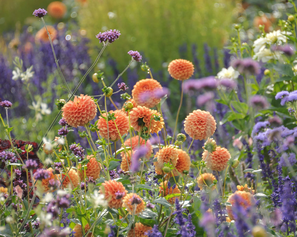 Dahlia 'Sylvia'