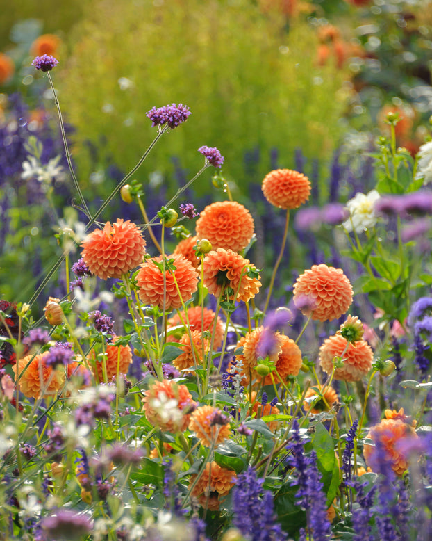 Dahlia 'Sylvia'
