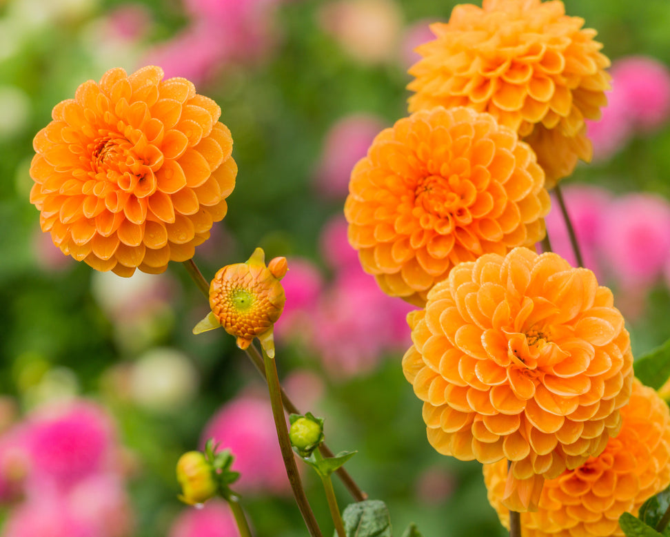 Dahlia 'Sylvia'