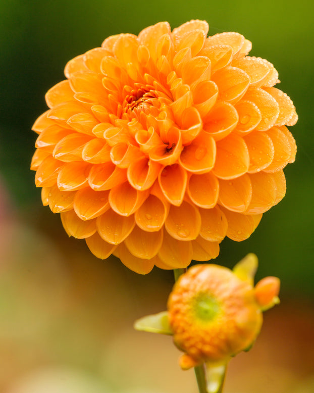 Dahlia 'Sylvia'