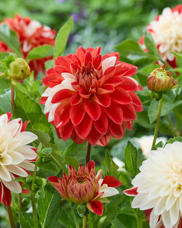 Dahlia 'Tangerine Sorbet'